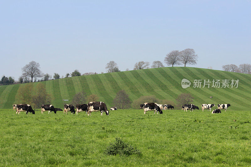 奶牛农场的绿色田野，荷斯坦奶牛/牛